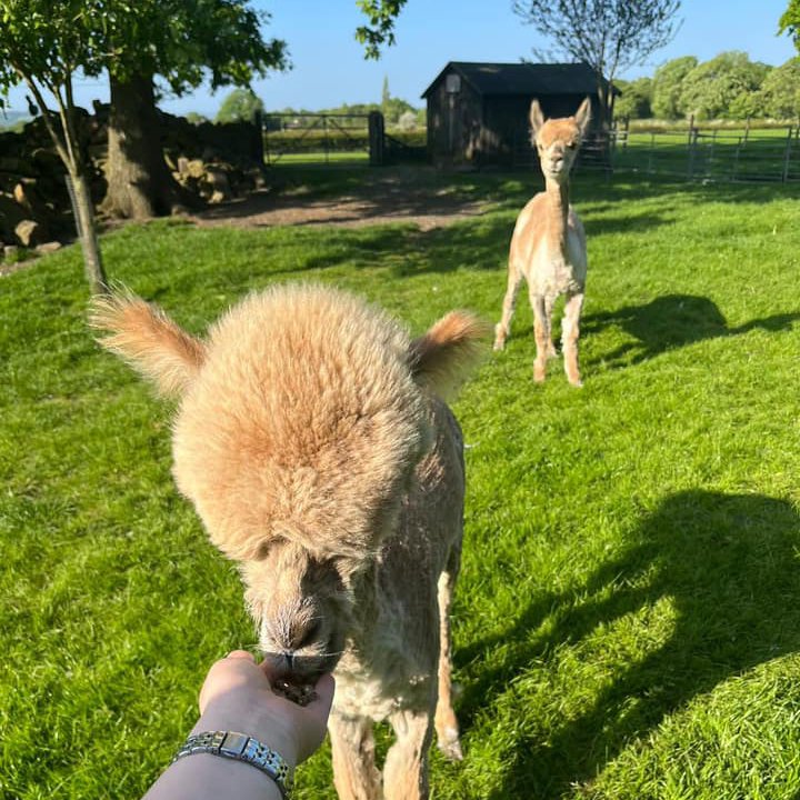 Springfield Alpacas Springfield Farm Pet Cremation Alpacas