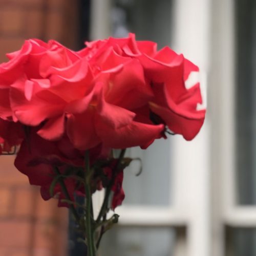 Alcocks Rose 2